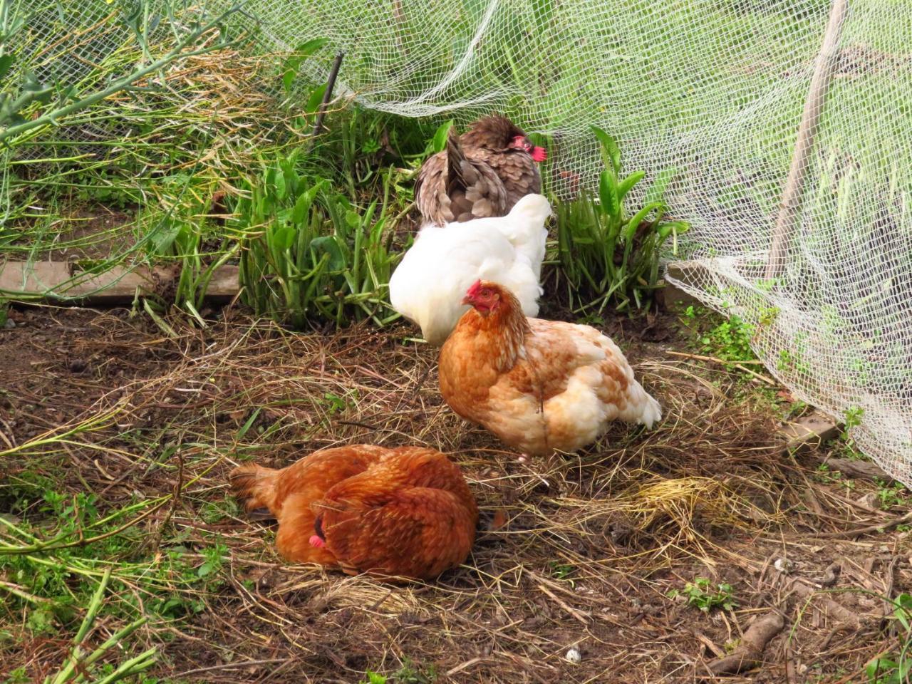 Omarama Oasis - Permaculture Glamping Hotell Pohara Eksteriør bilde